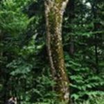 Pierwsze dwa tysiące starych drzew czeka na pomnik przyrody