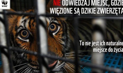 Jak pomóc dzikim zwierzętom w czasie wakacji?