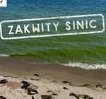 Sinice ponownie zakwitły w Bałtyku!