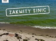 Sinice ponownie zakwitły w Bałtyku!