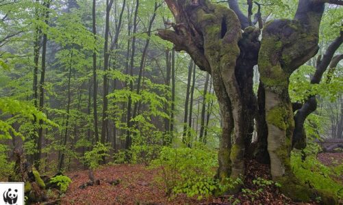 Parki narodowe ratują nasze zdrowie i … portfele