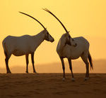 Rezerwat Dubai Desert Conservation publikuje pierwszy raport roczny