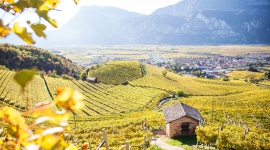 Pokój z widokiem na winnicę Turystyka, BIZNES - Winiarnie to wyjątkowe miejsca, w których łączy się przyjemność dla podniebienia z odkrywaniem najstarszych tradycji tego regionu. Włoski region Trentino to region bogaty w sieć urokliwych winnic, w których można również zatrzymać się na nocleg.